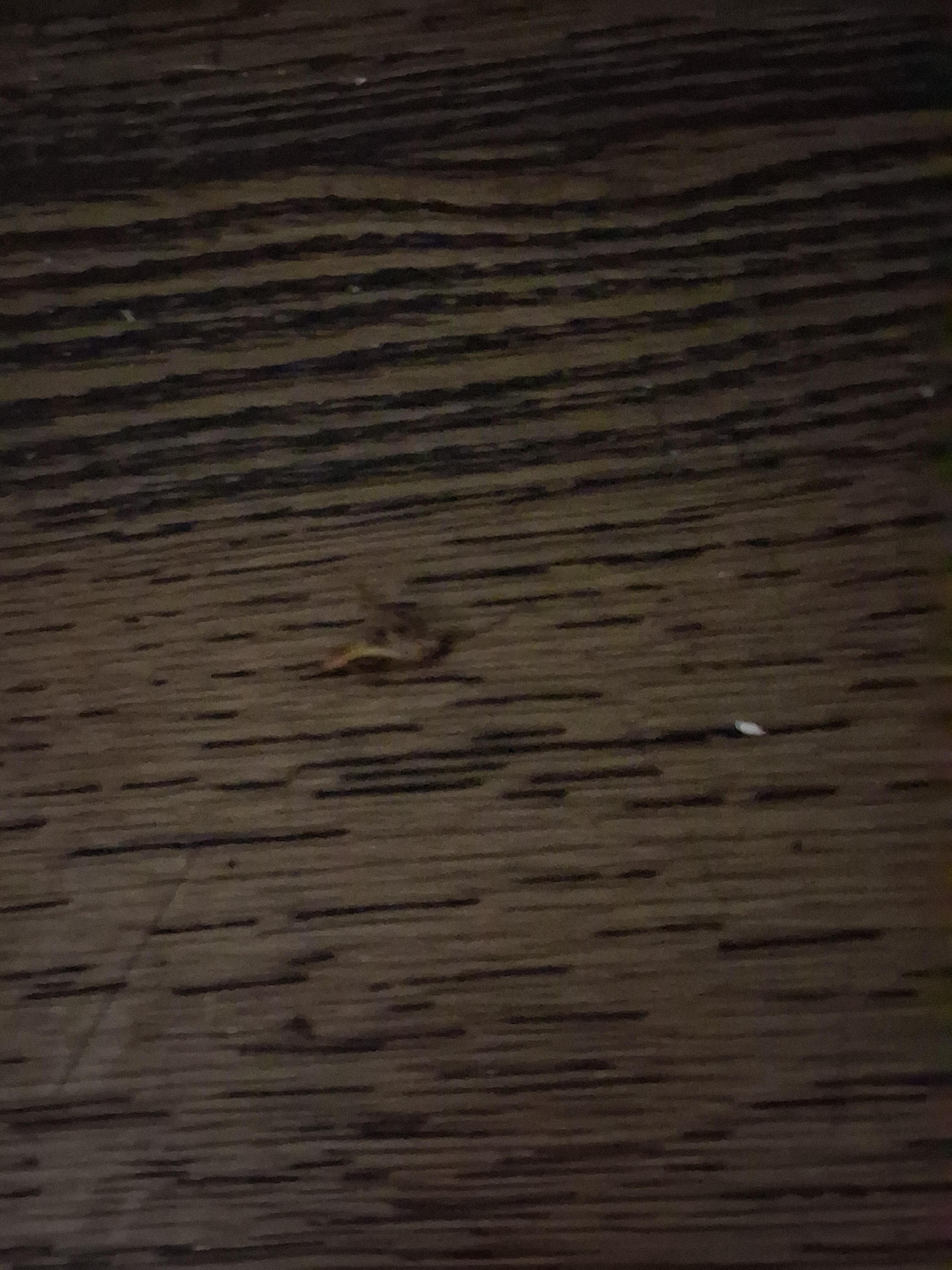 Another rose that I had on the wall and fell on the floor