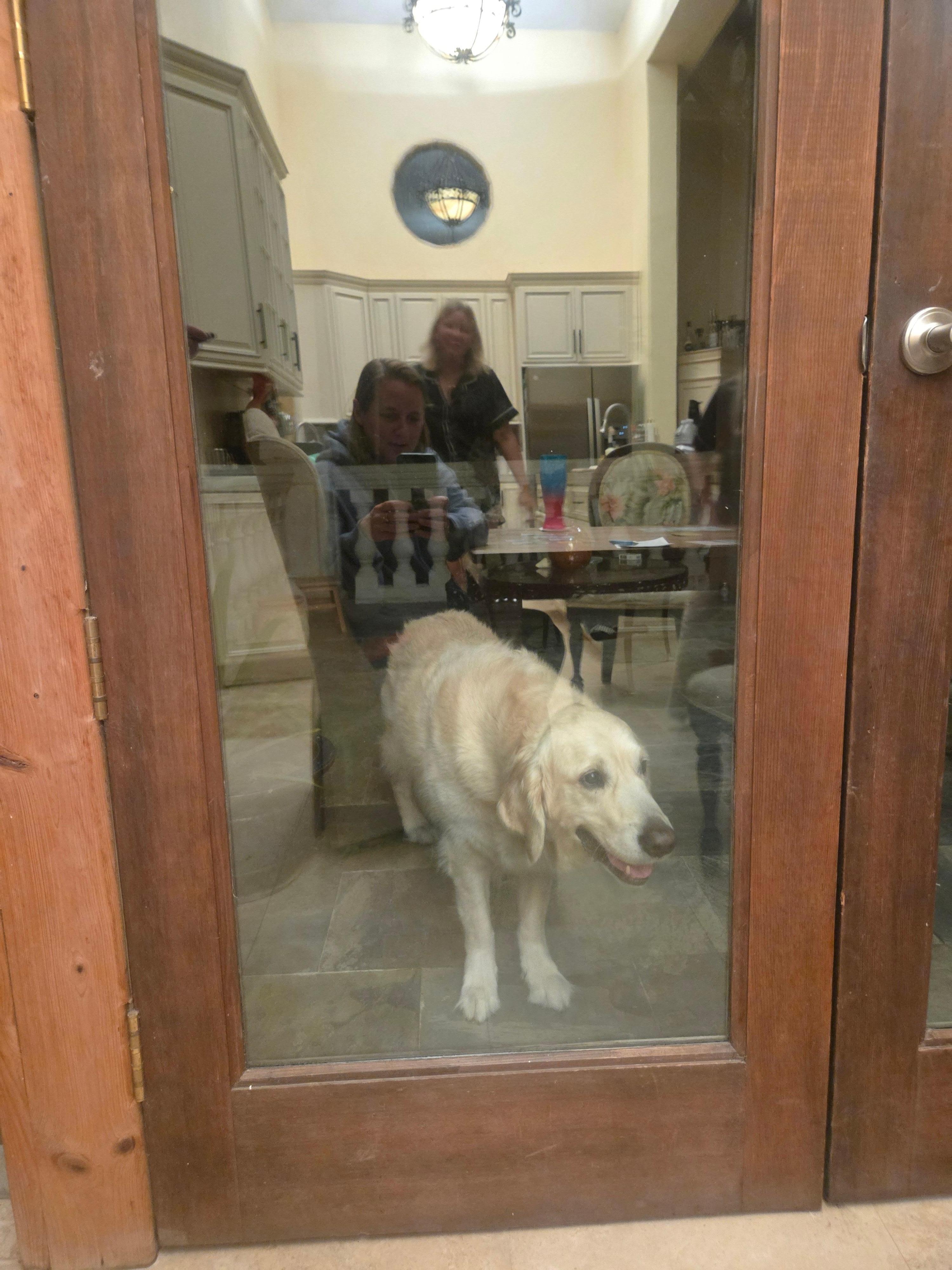 Neighbors dog, Finn. We lived his visits!