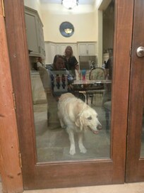 Neighbors dog, Finn. We lived his visits!