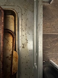 The mouse droppings in the oven drawer