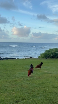 Our friends the chickens right outside the Condo