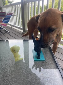 Pet friendly !