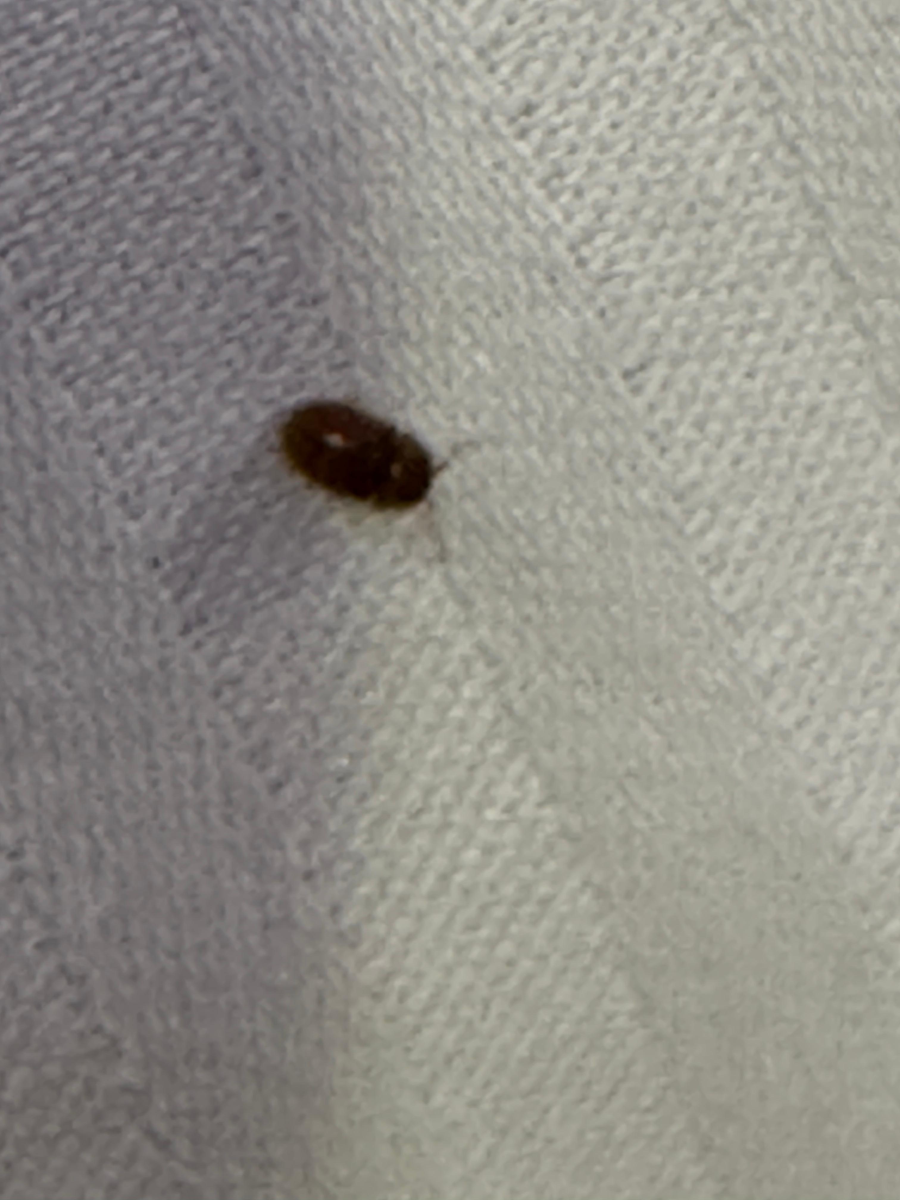 crawling bed bug on the sheets