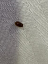 crawling bed bug on the sheets