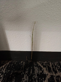 One of the plants growing out of the carpet.