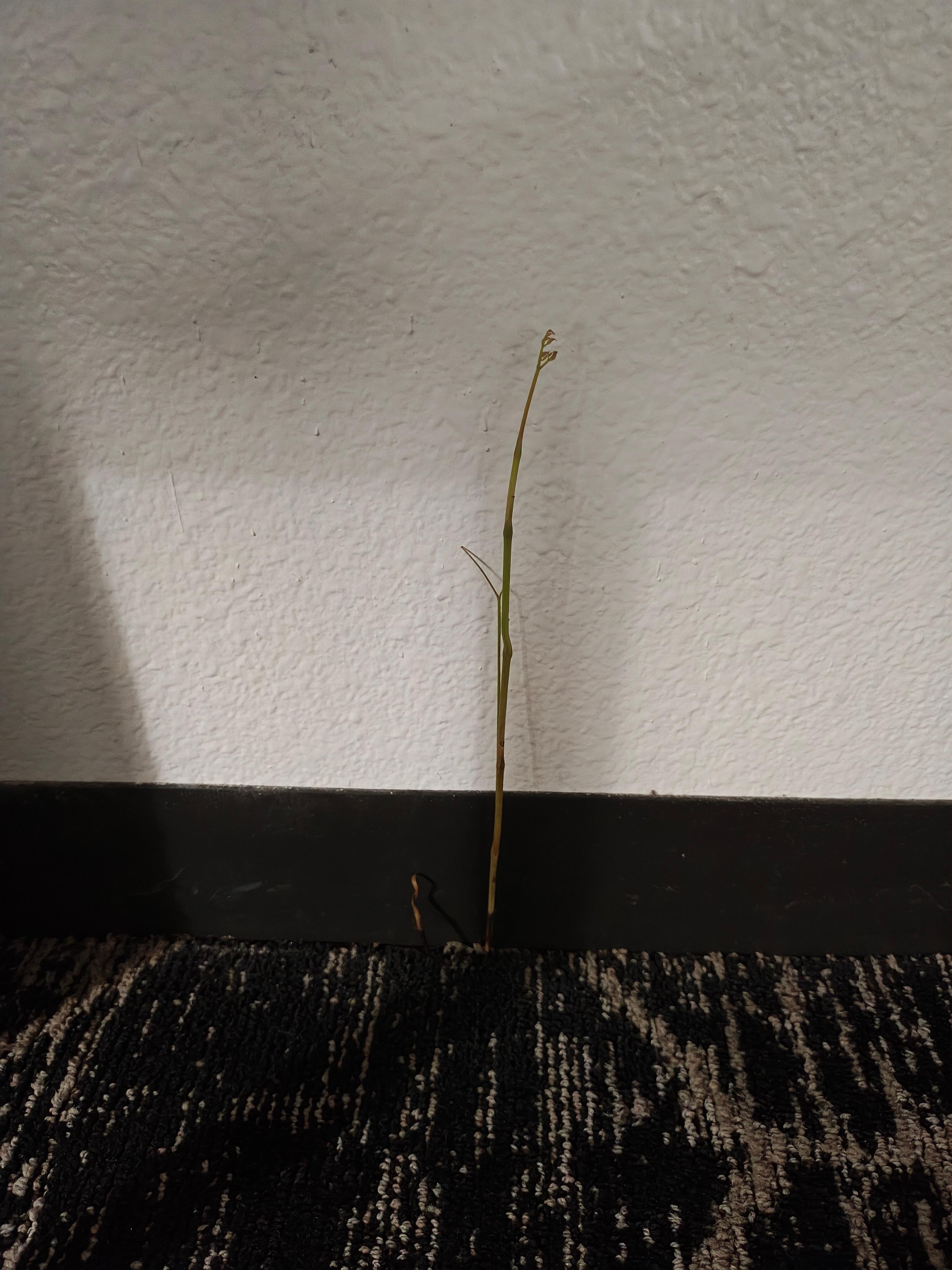 One of the plants growing out of the carpet. 