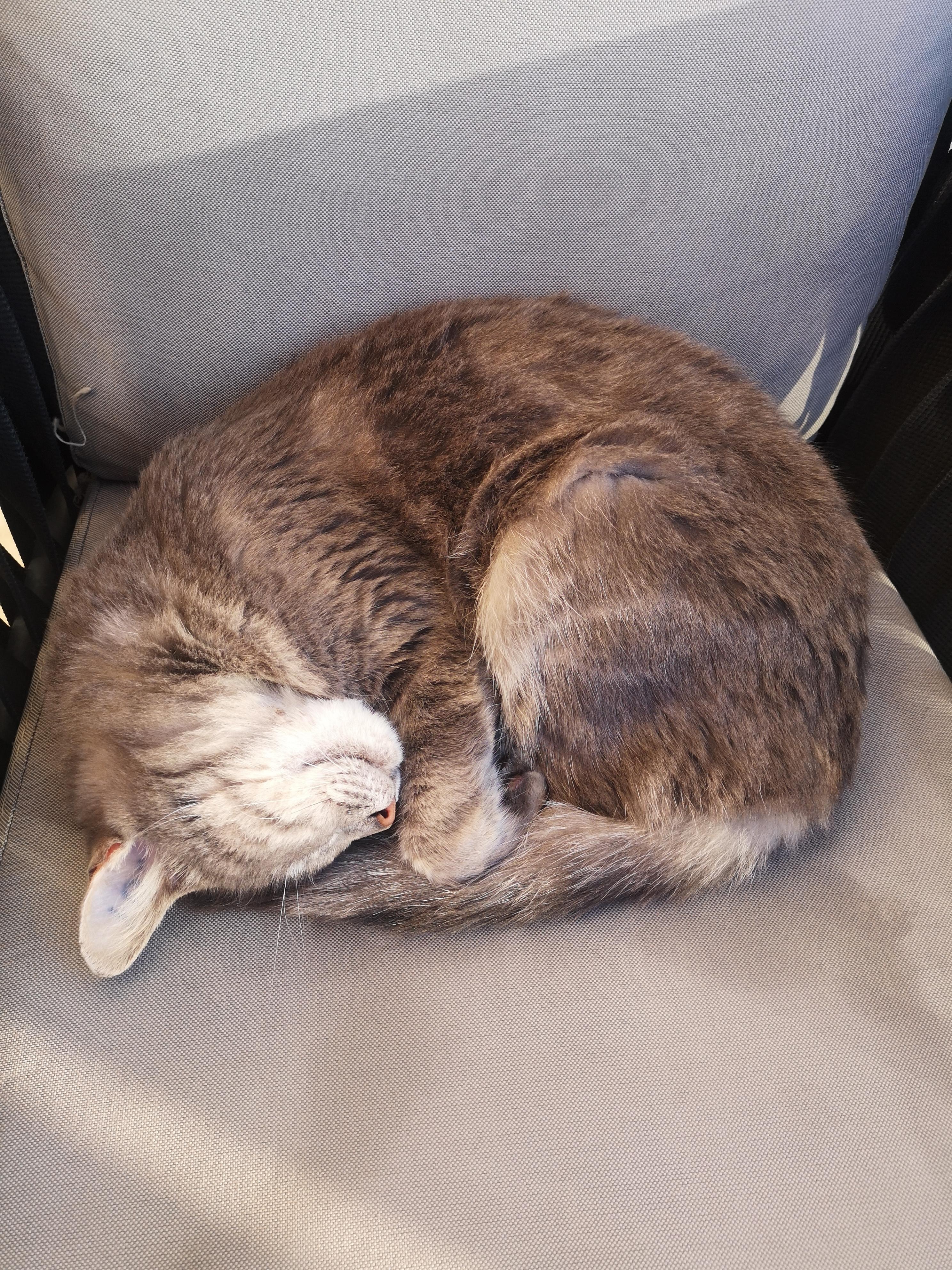 Lots of friendly cats. 