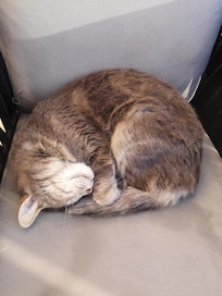 Lots of friendly cats.