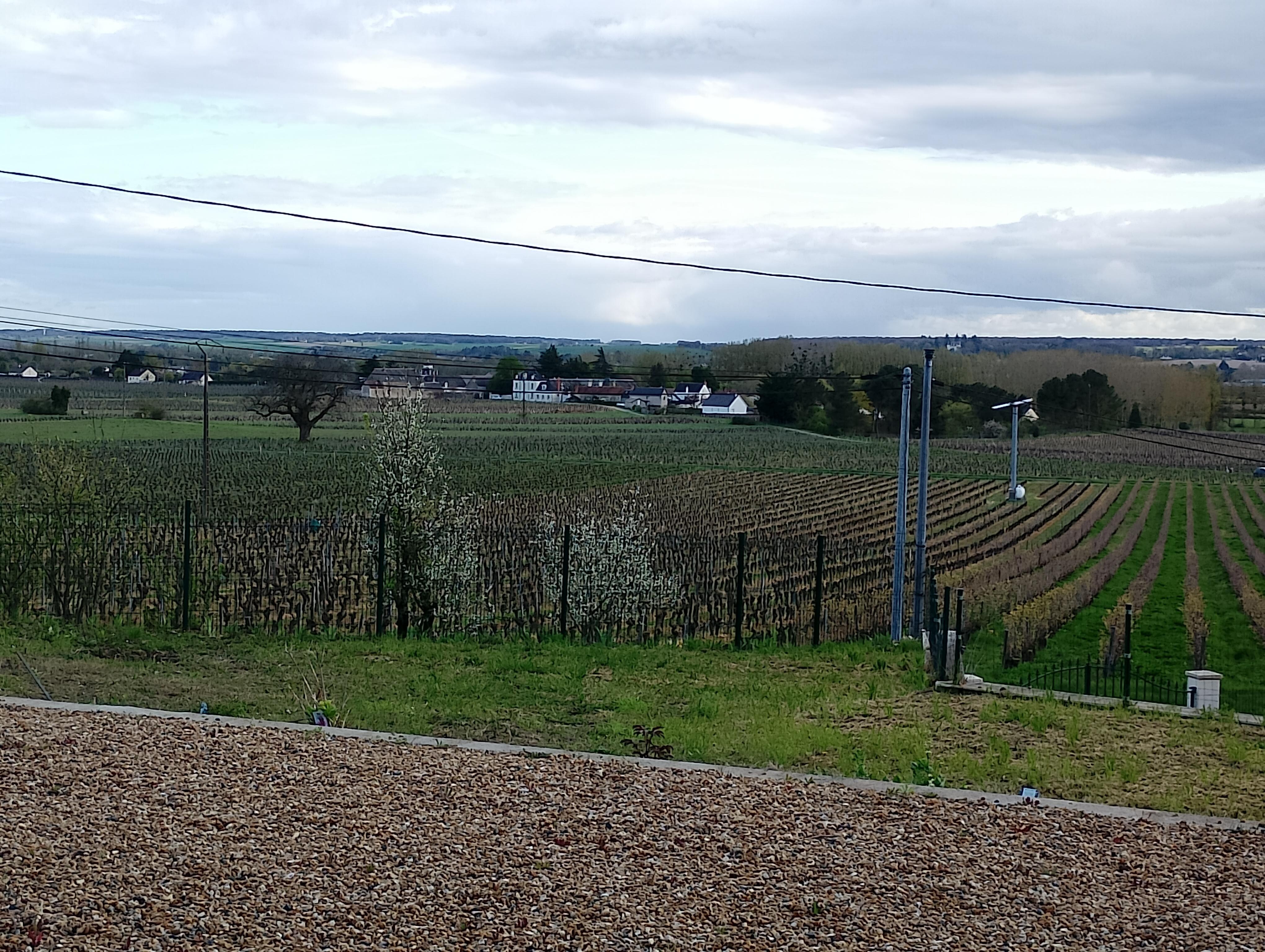 Vue sur les vignes depuis la cour de la maison