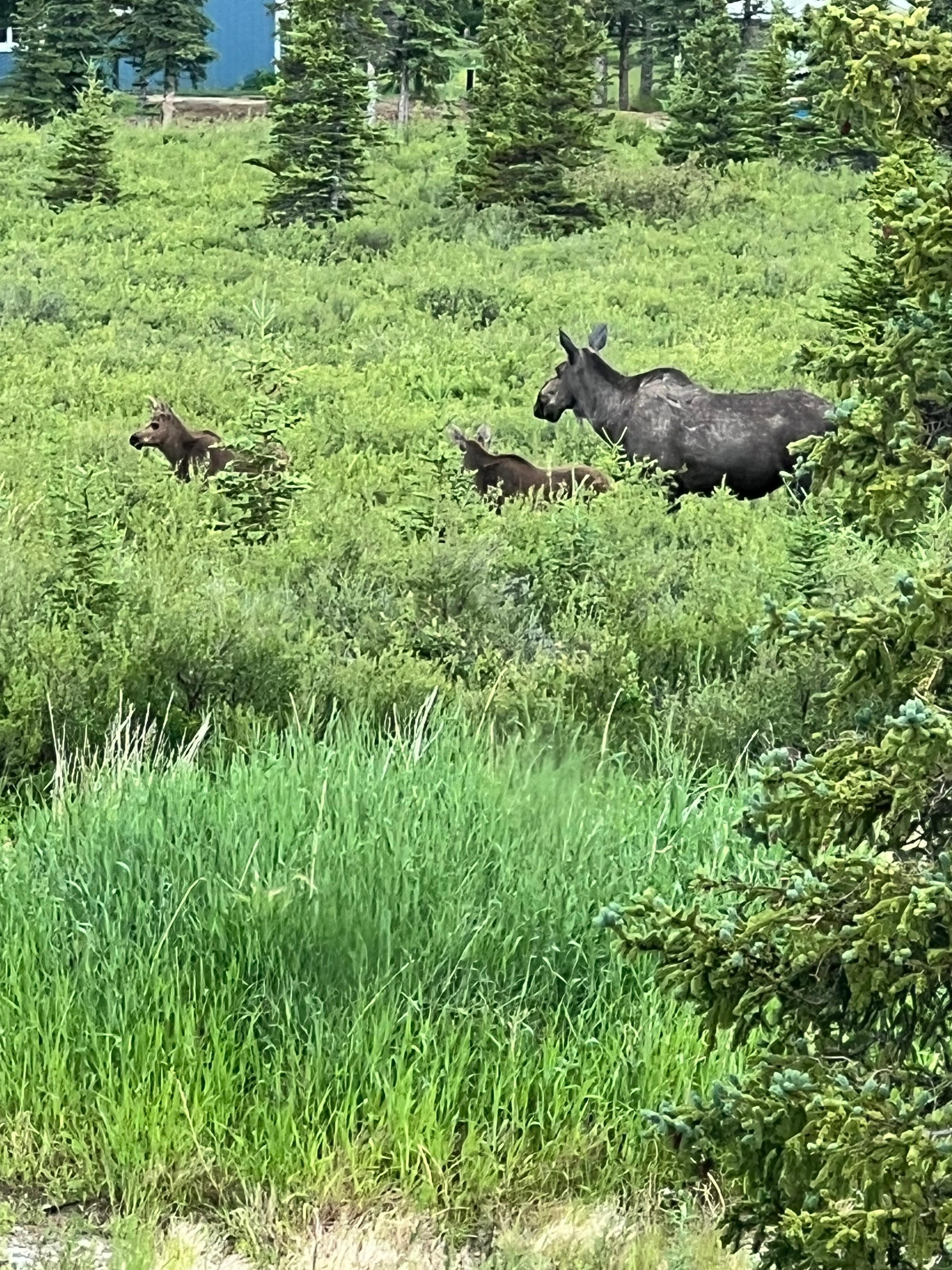 Mama Moose and twins