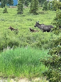 Mama Moose and twins