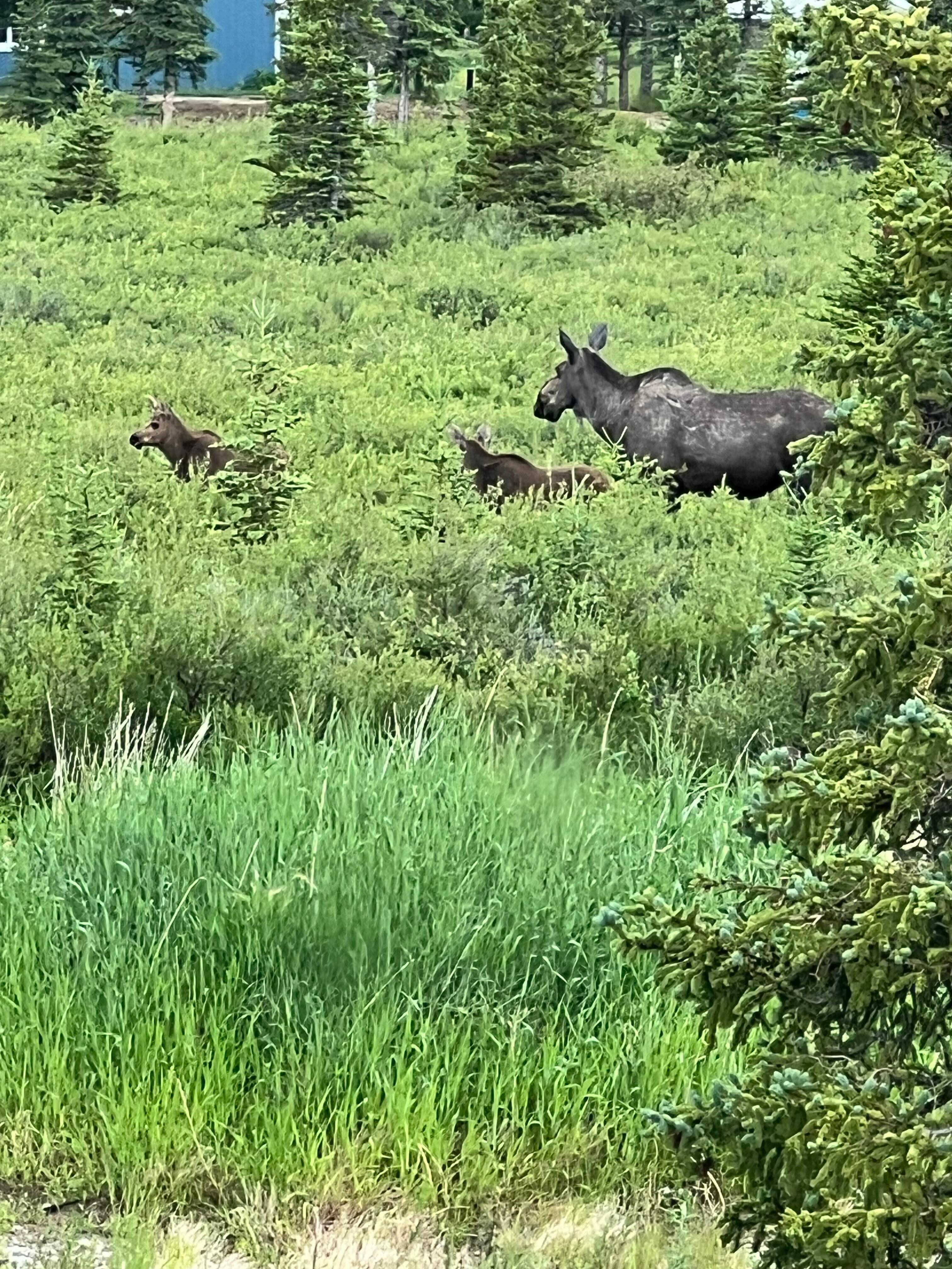 Mama Moose and twins