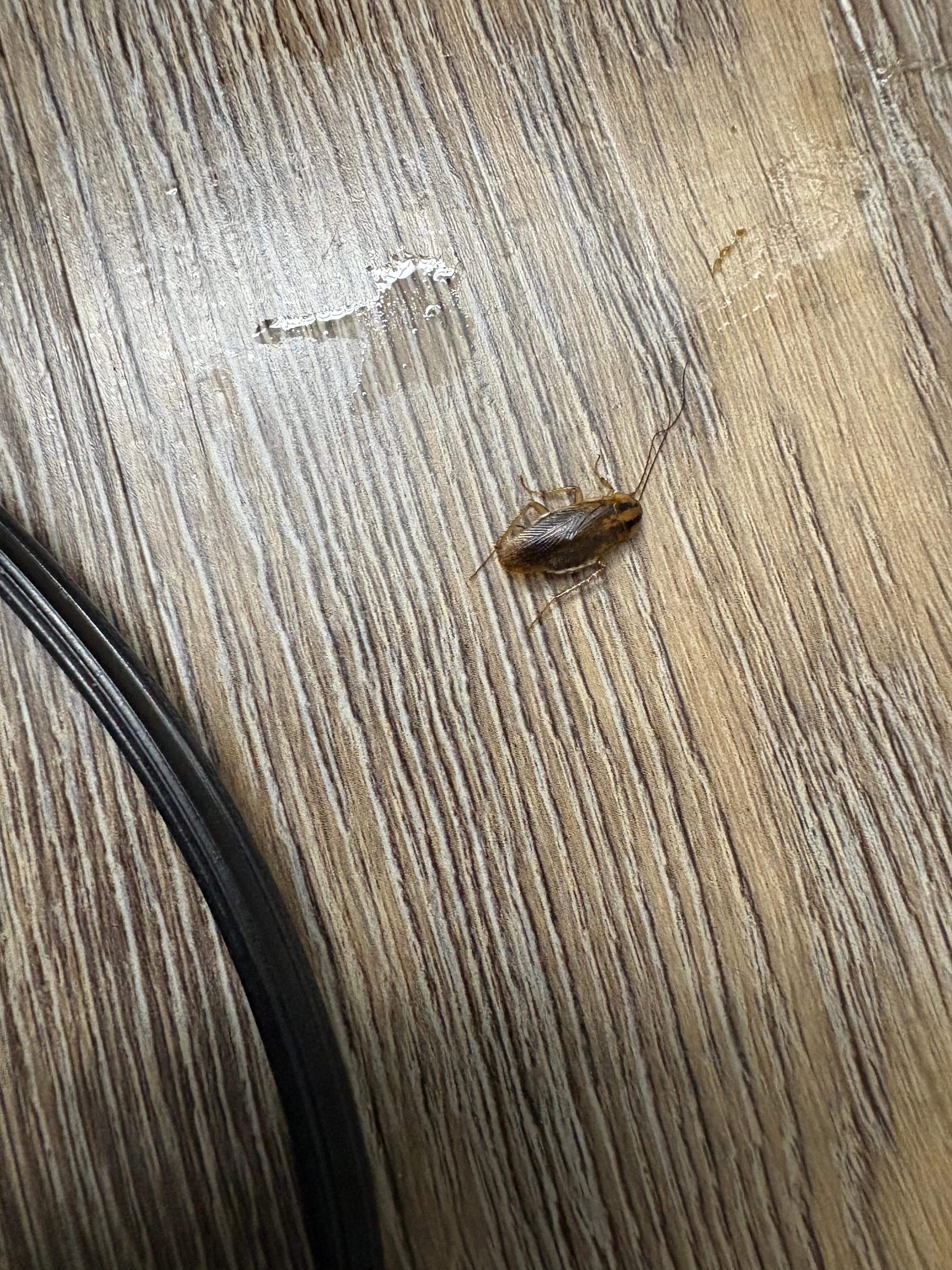 Roach - 1 of 4 found!