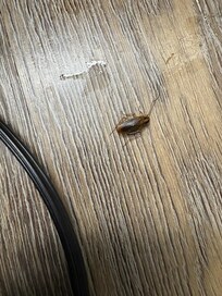 Roach - 1 of 4 found!