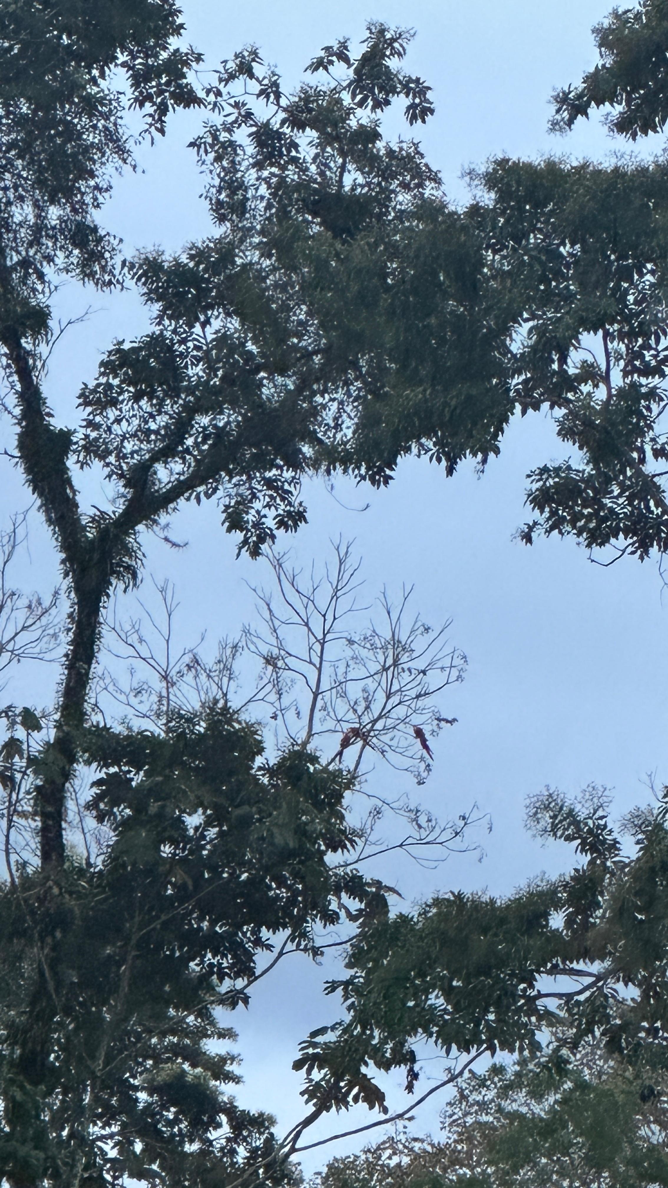 Scarlett macaws in the front yard