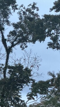 Scarlett macaws in the front yard
