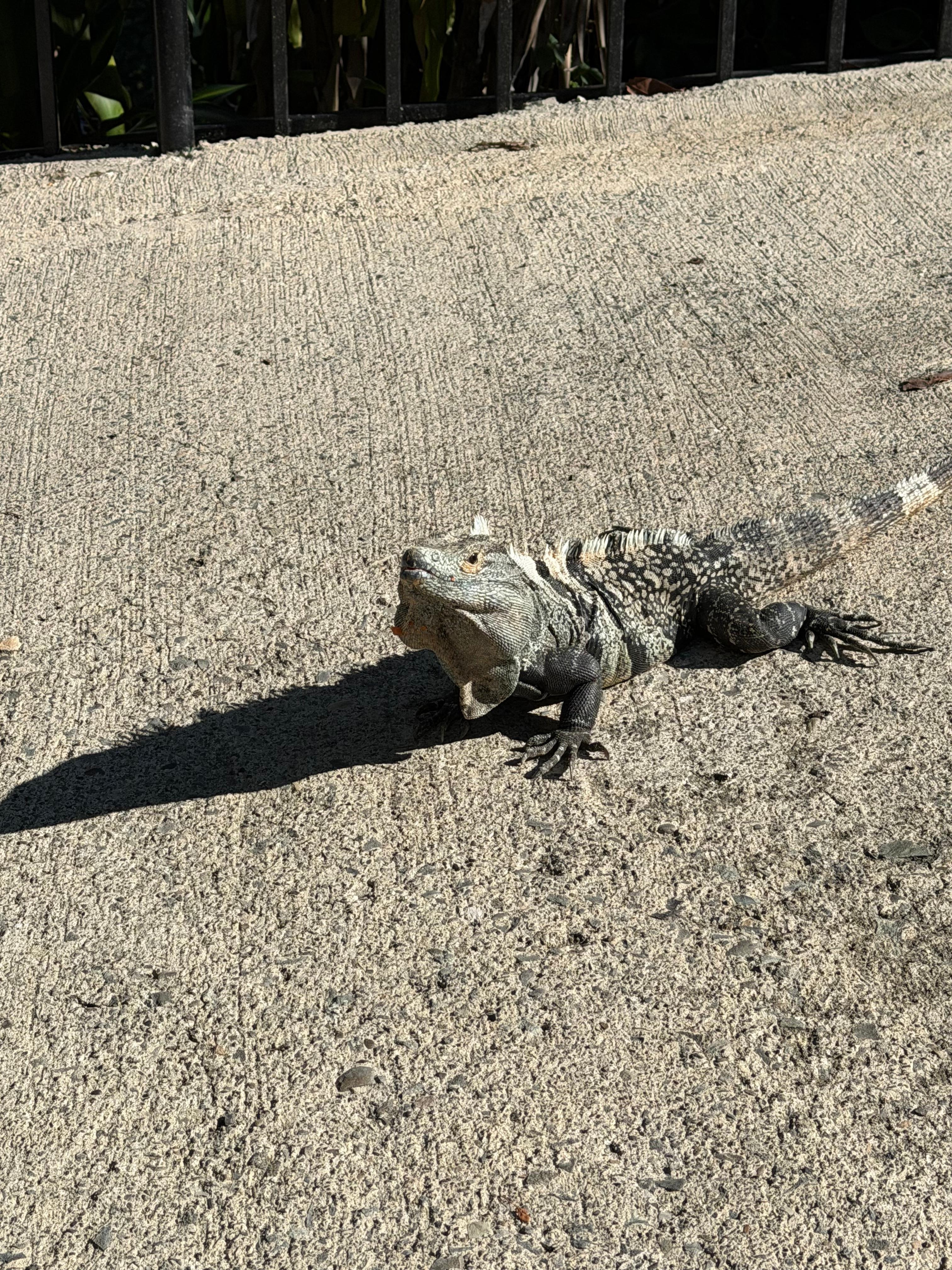 Iguana