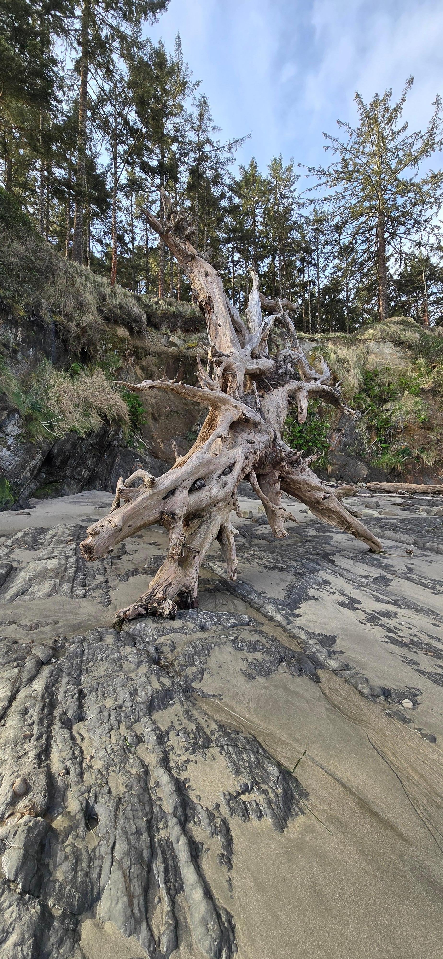 Driftwood