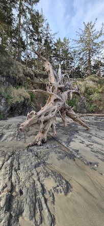 Driftwood