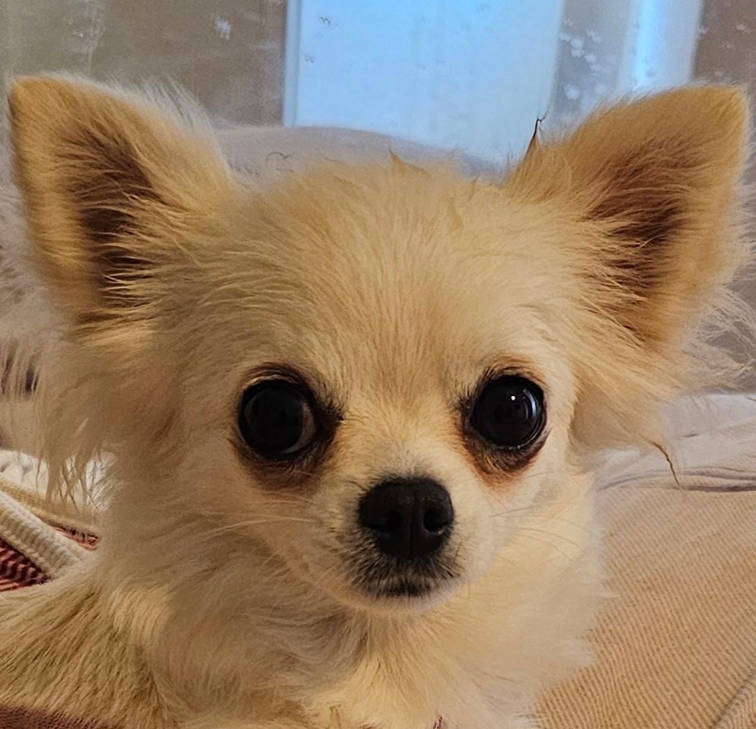 Off to stonleugh for the champ show 