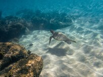 Snorkeling in front of the hotel.