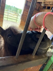 Sweet pony