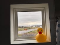 Cute duck in the window.