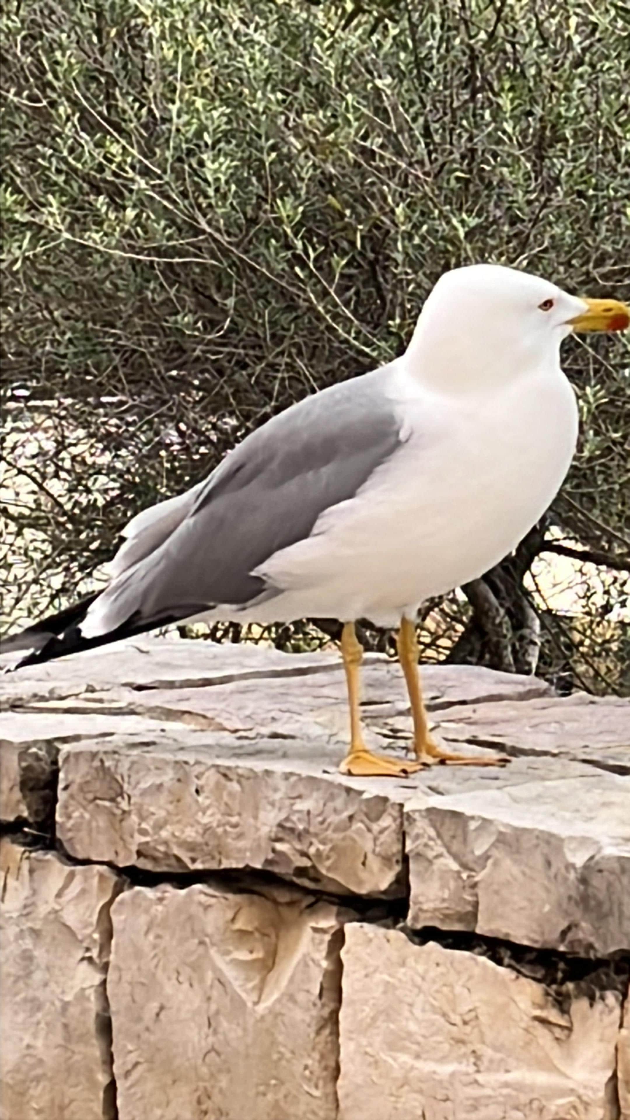 Came to the door every morning and could hand feed him . I will miss him. Nice old chap 