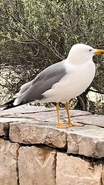 Came to the door every morning and could hand feed him . I will miss him. Nice old chap