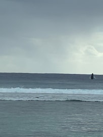 Whales breaching out the front