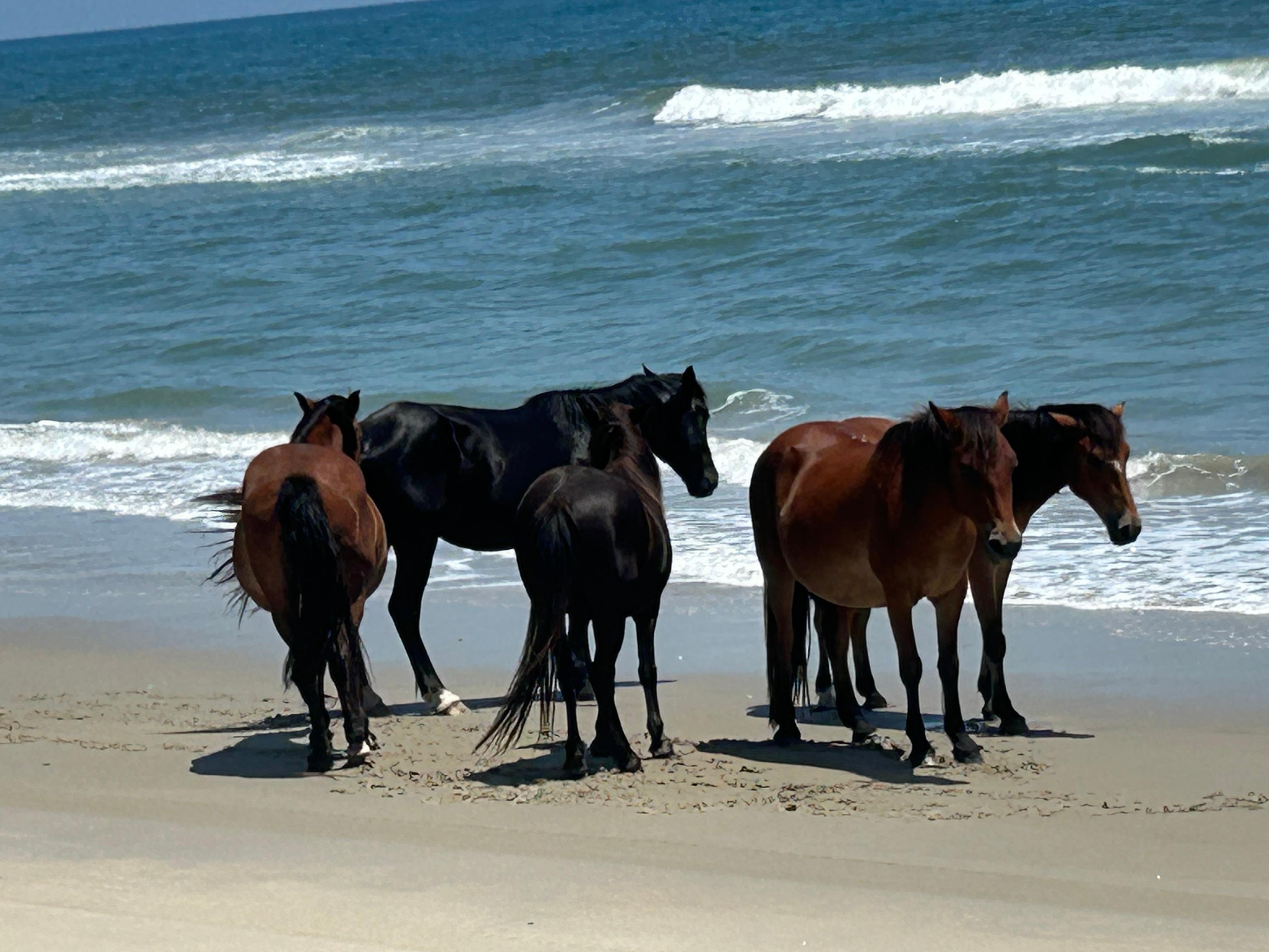 Horse tour