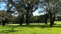 View looking north from the property - this is all free to roam