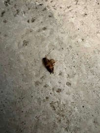 Multiple roaches upon entry, bathroom and on walls