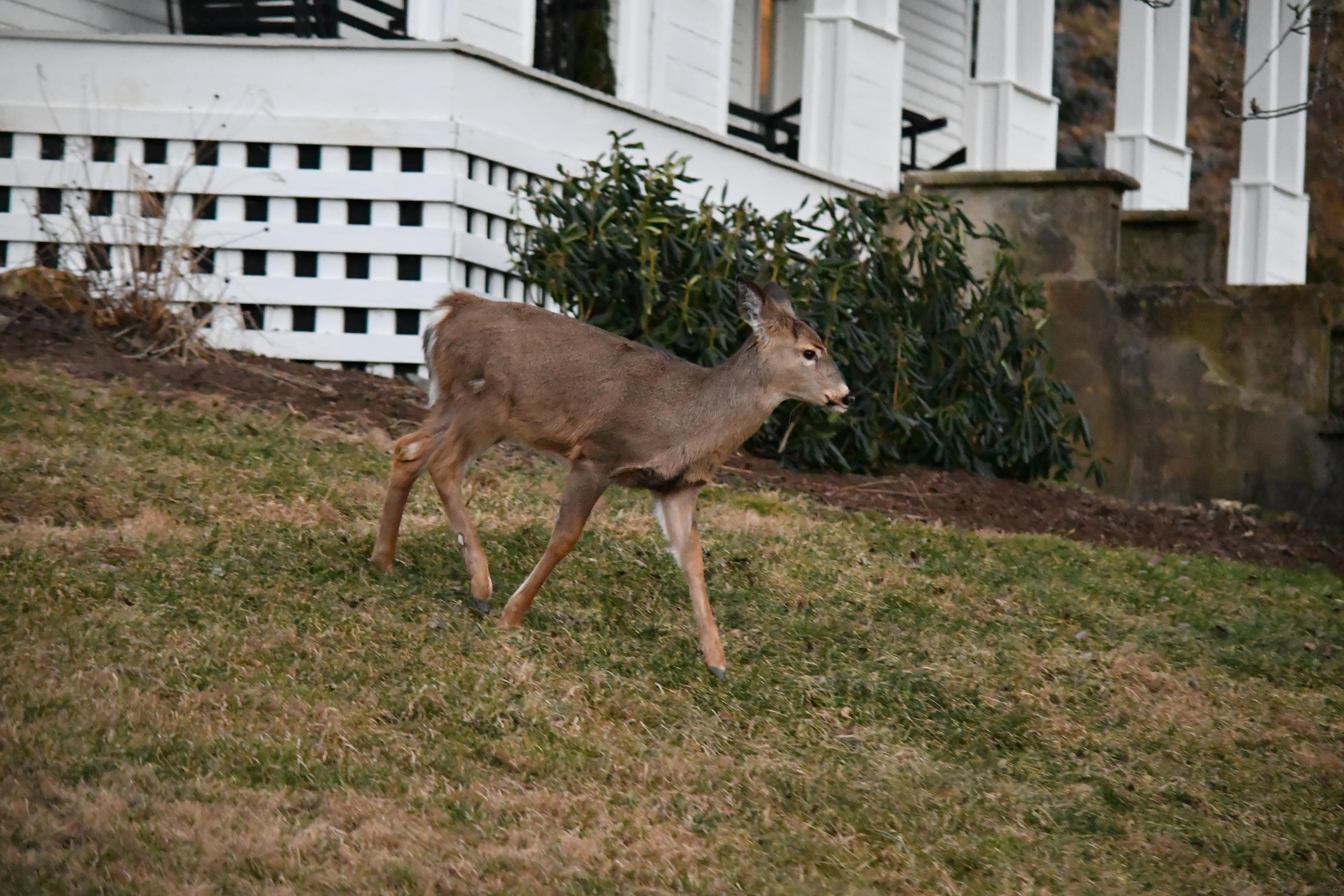 One of many deers roaming the property 