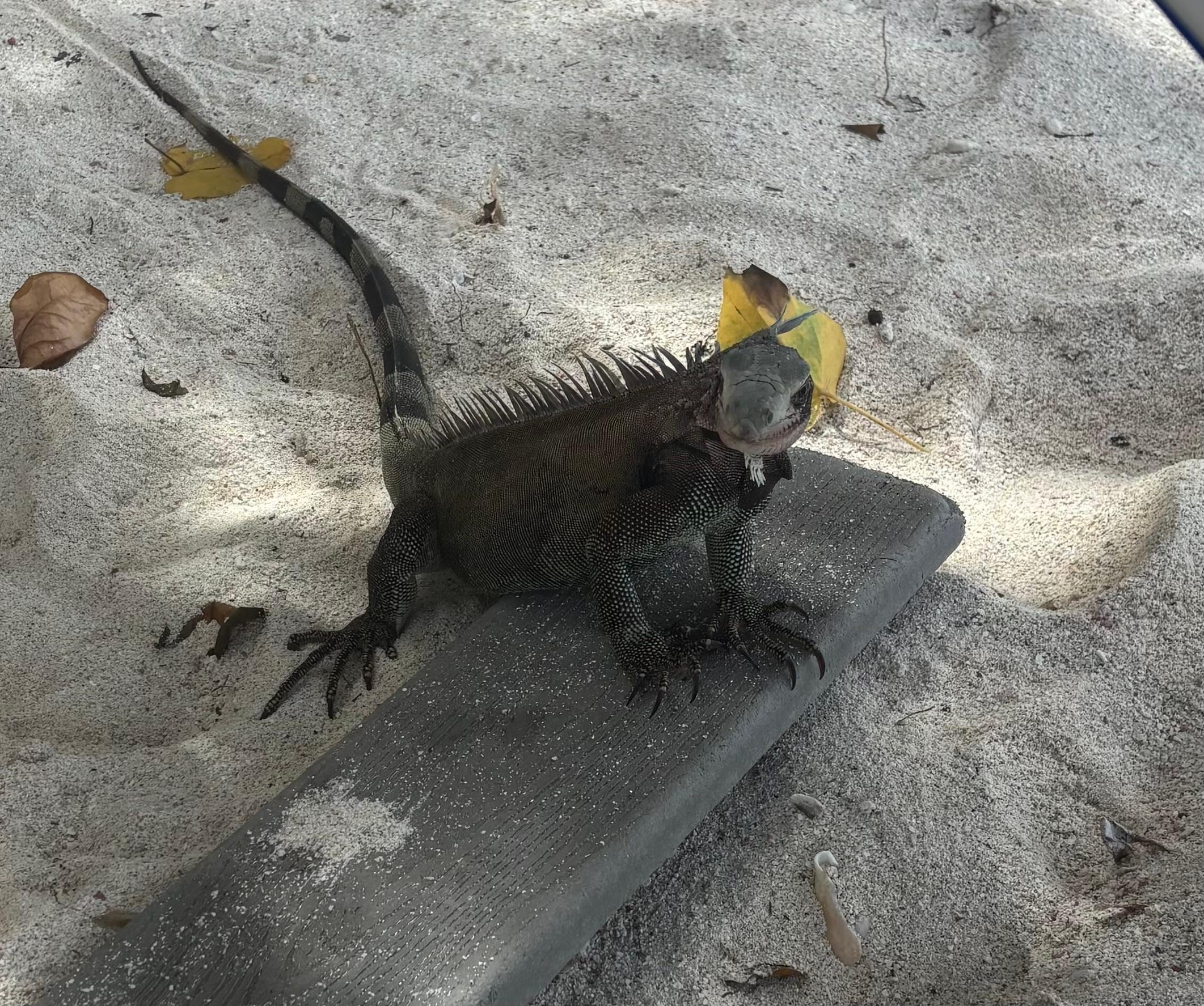 Iguana were plentiful at Lindqvist beach!