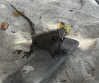 Iguana were plentiful at Lindqvist beach!