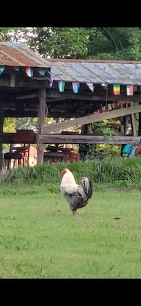 Mr. Big Pants (our name for this loud nd proud strutting rooster)
