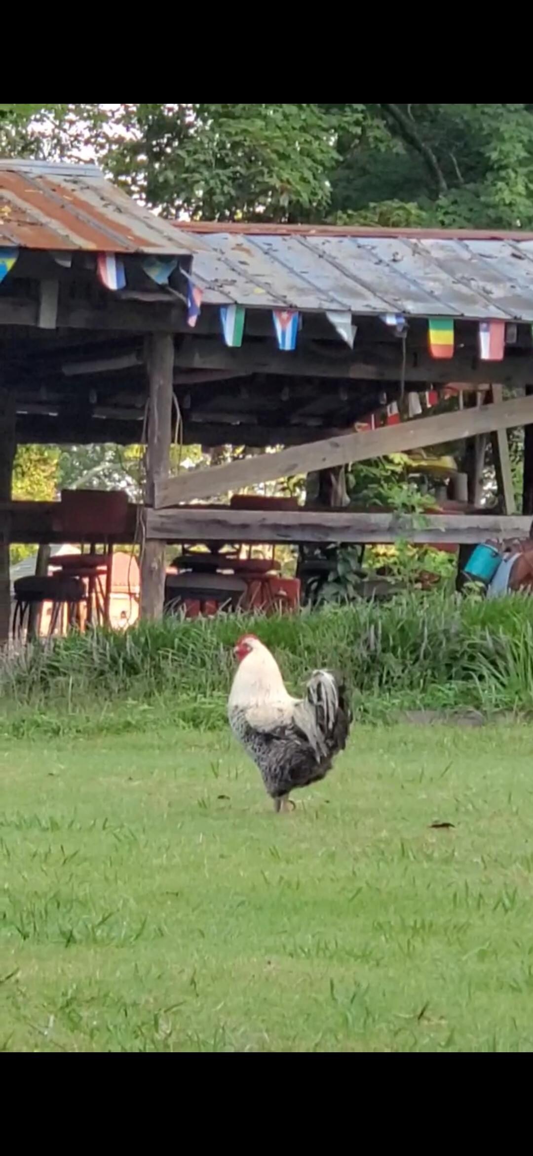 Mr. Big Pants (our name for this loud nd proud strutting rooster) 