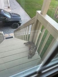 house cat?