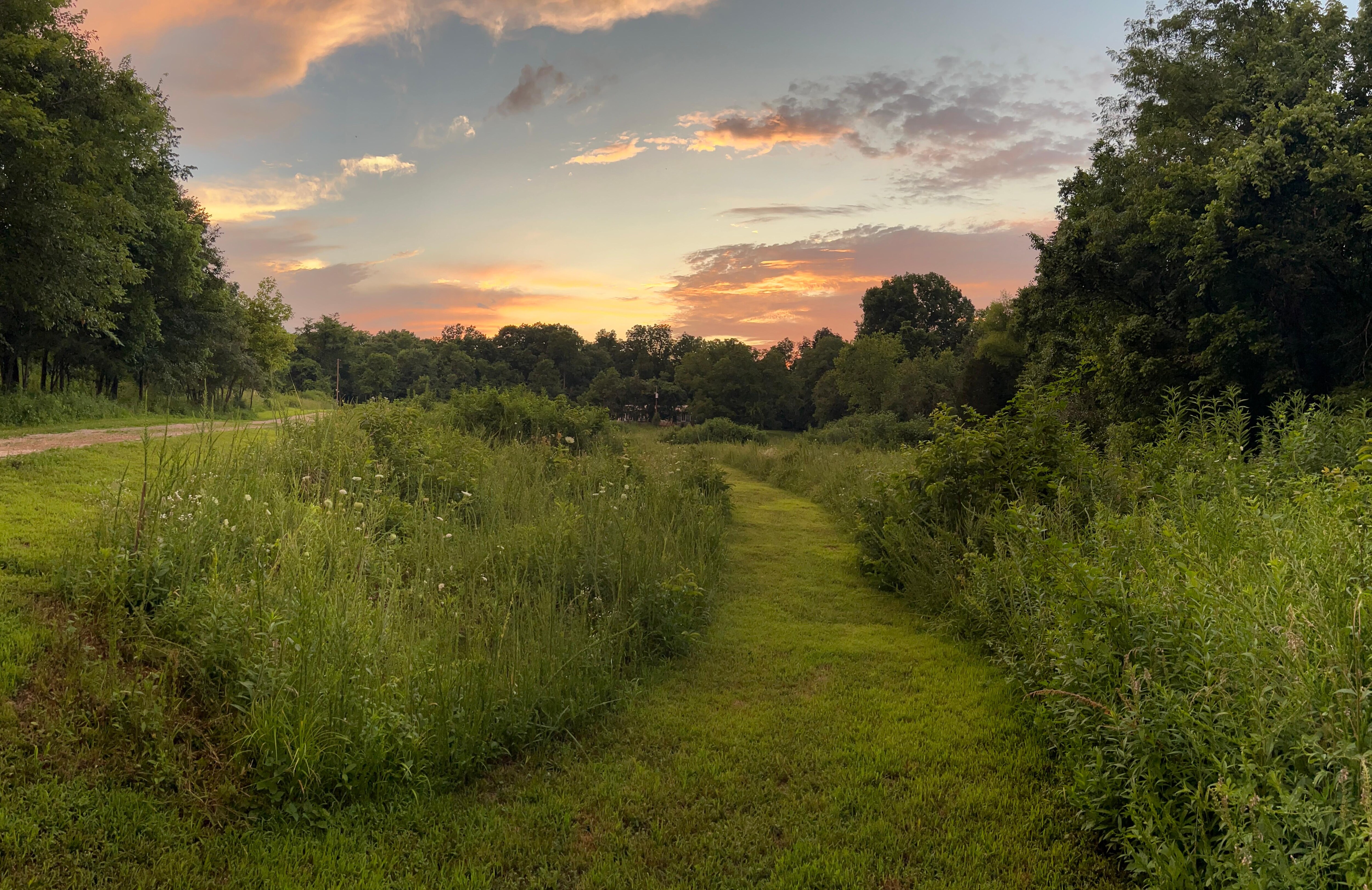 Wildflower Path