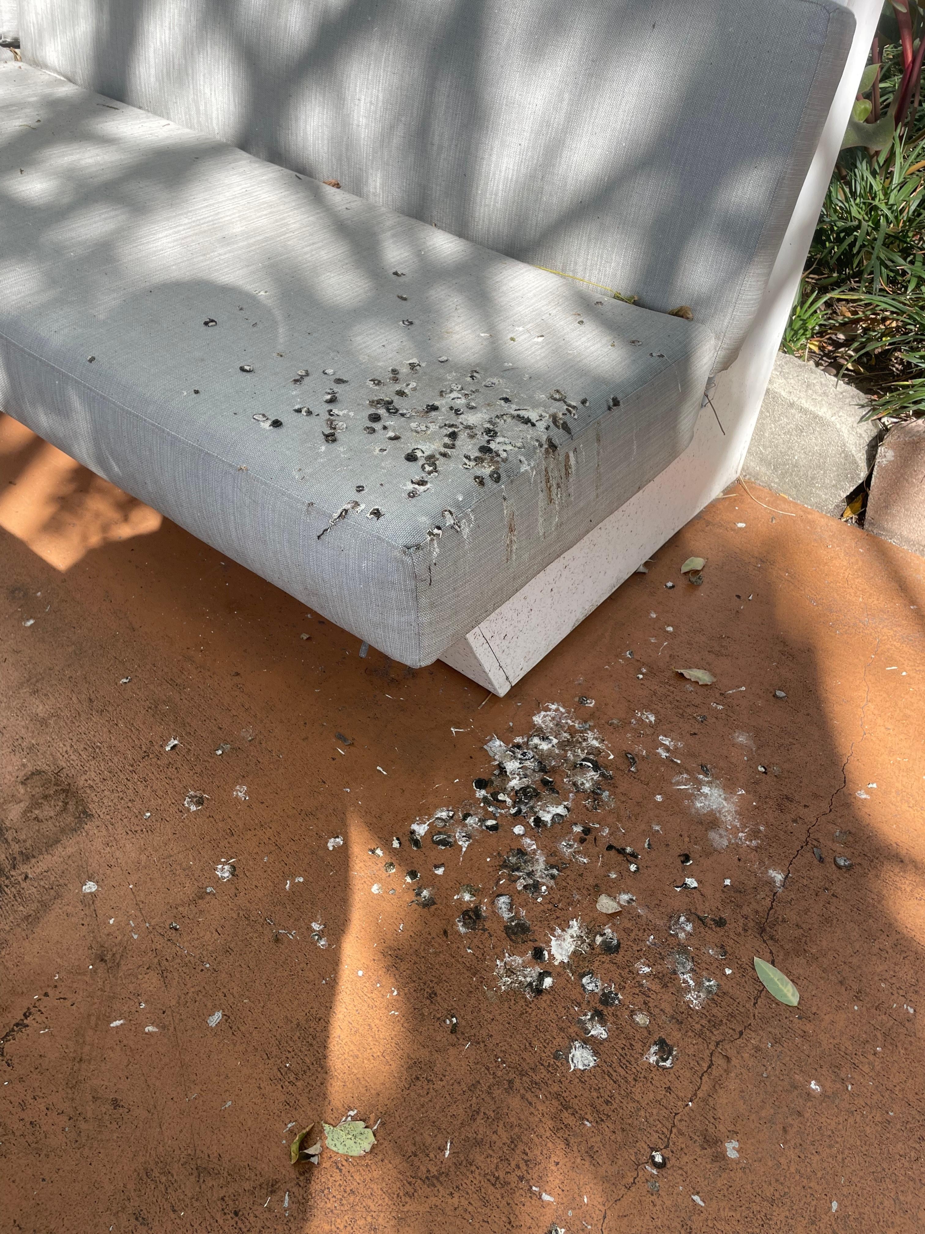 Bird droppings on outdoor furniture for two weeks. Biohazard