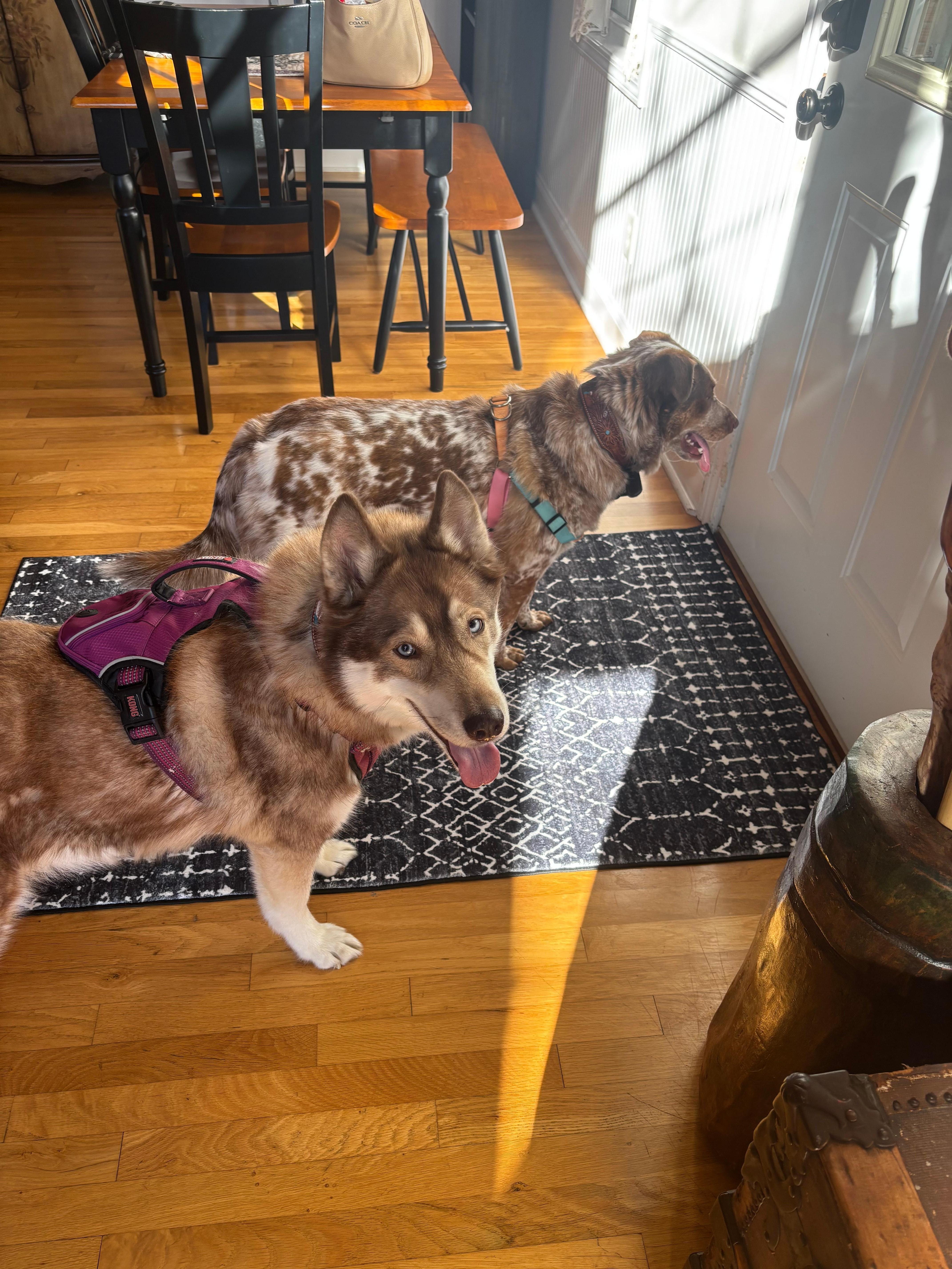 Kona and Bindi loved the house too! 