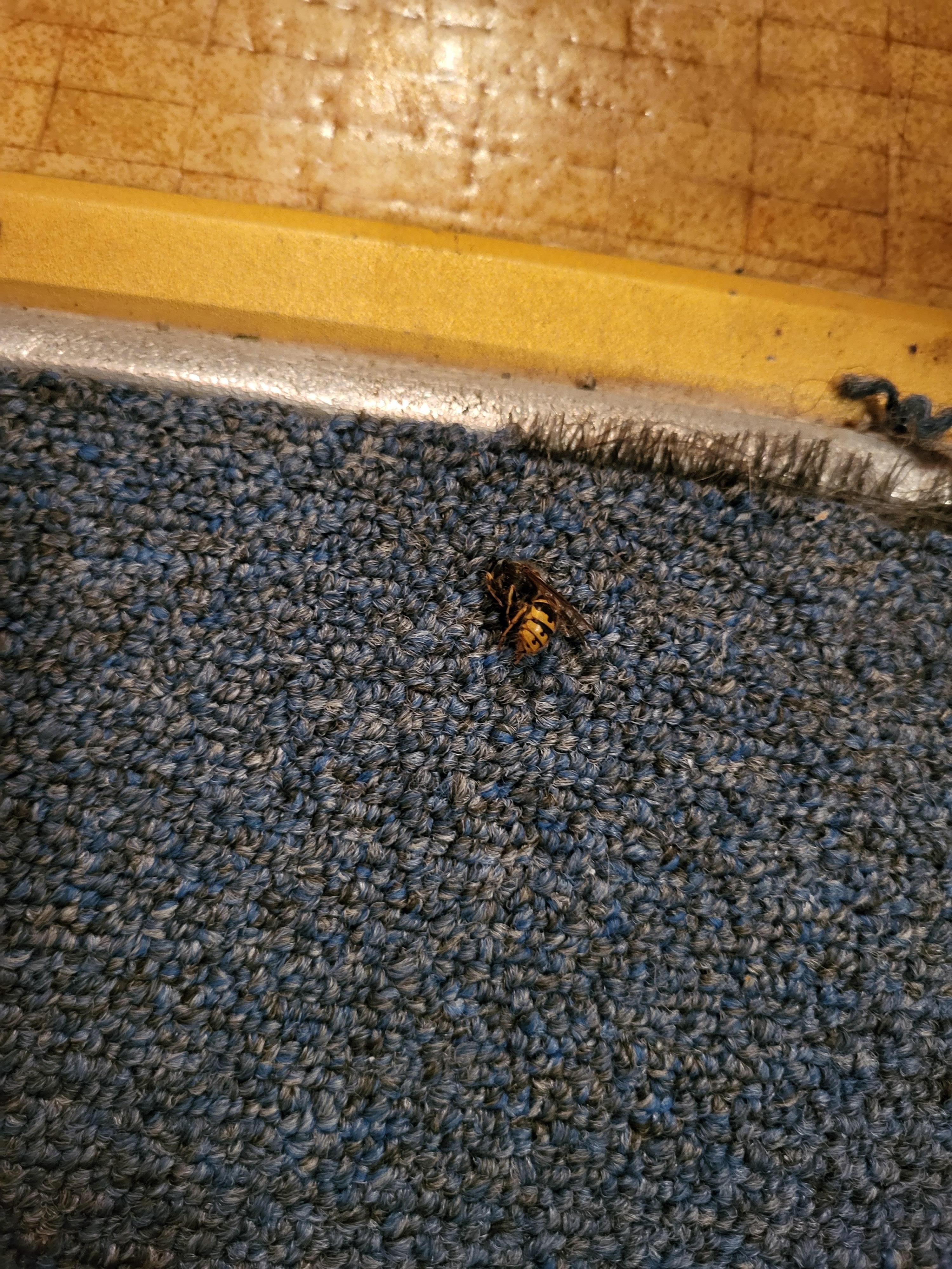 Dead yellowjacket