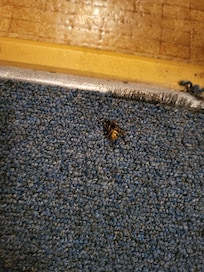 Dead yellowjacket