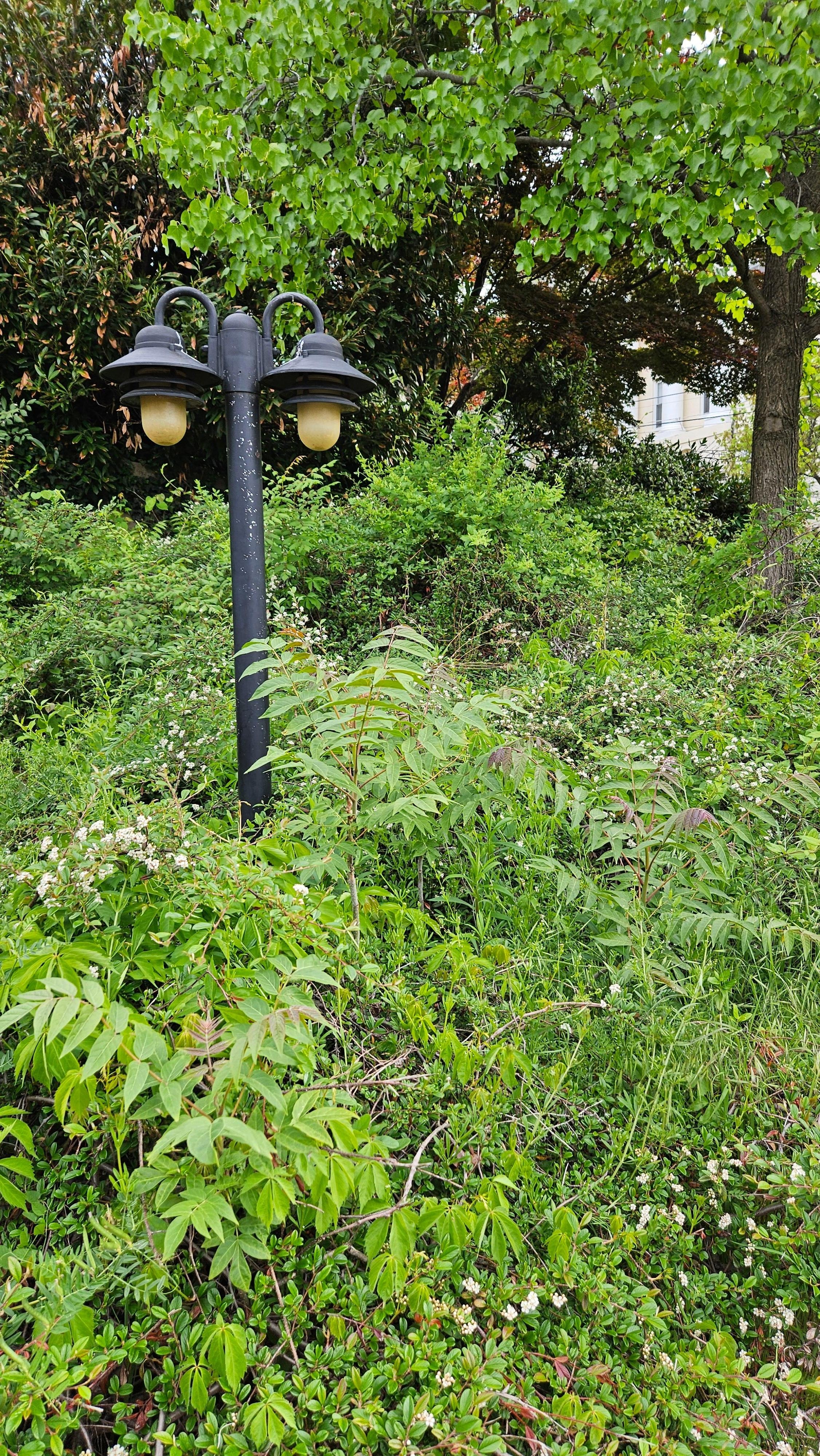 Overgrown shrubs