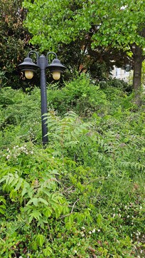 Overgrown shrubs