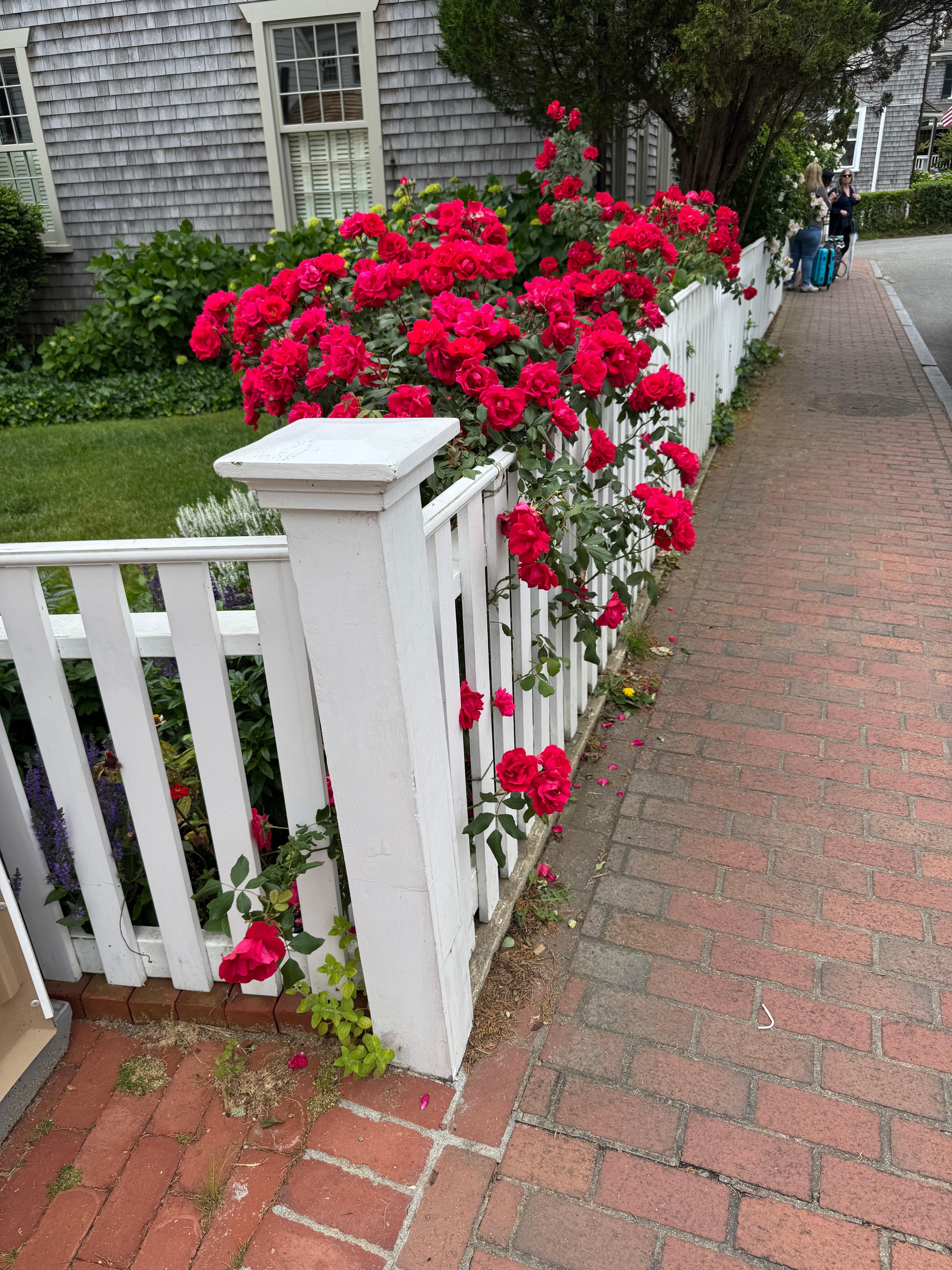 Edgartown roses