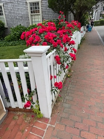 Edgartown roses