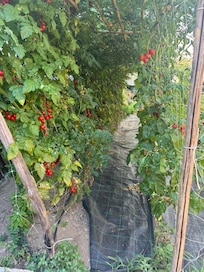 Tomatoes