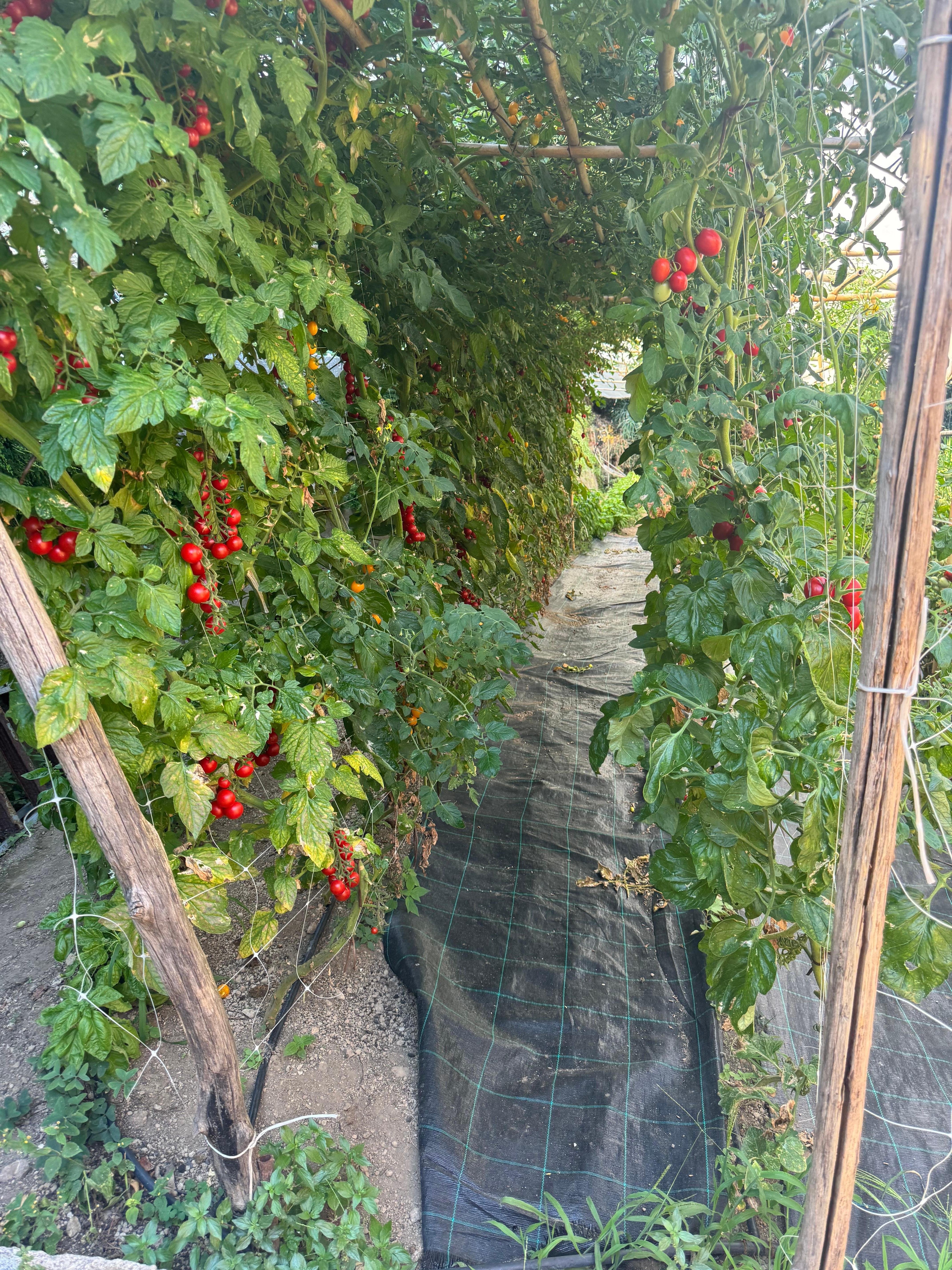 Tomatoes